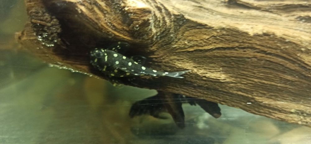 L201 hypancistrus 35zł