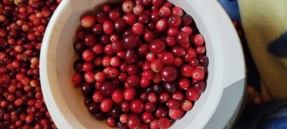 Żurawina bagienna