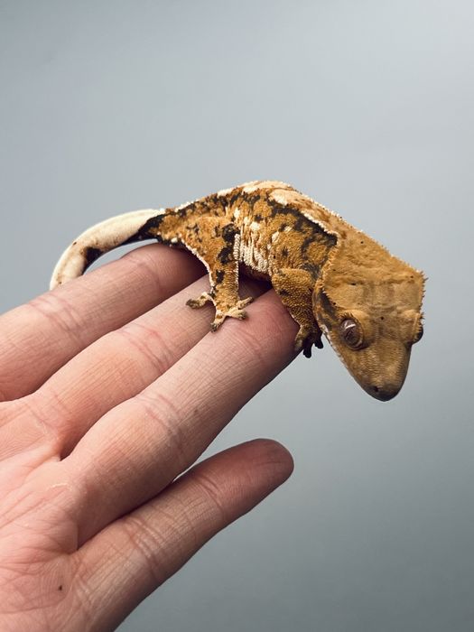 Gekon orzęsiony wraz z docelowym terrarium