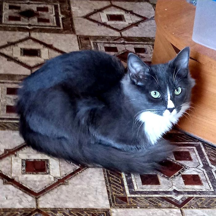 Котик шукає дім!