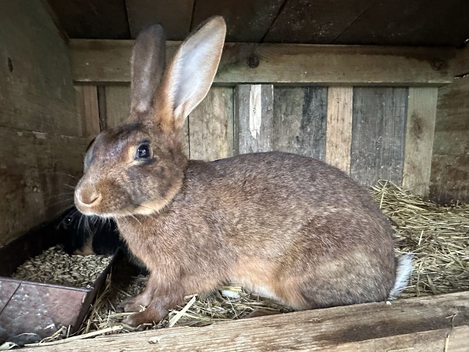 Sprzedam samca króla zajeczak