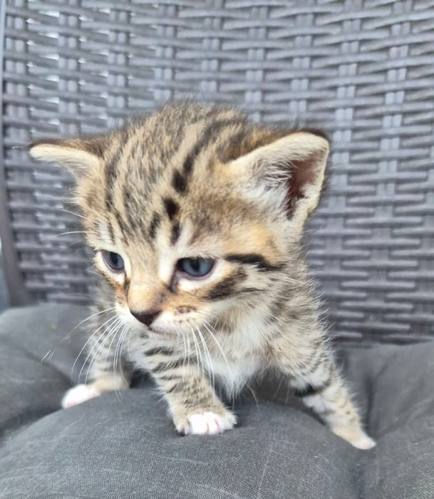 Gatinho para adoção