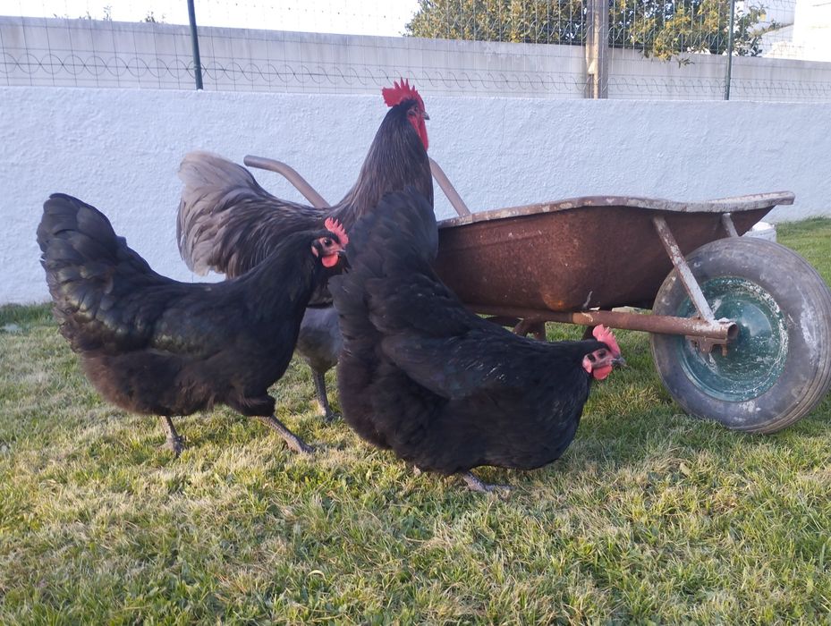 Ovos para incubação