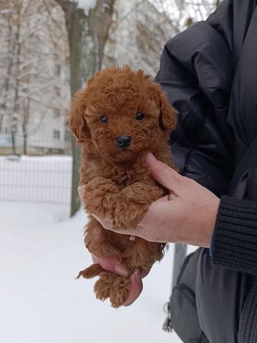 Міні мальтипу F 2, дівчинка, темна карамель, Бебі фейс