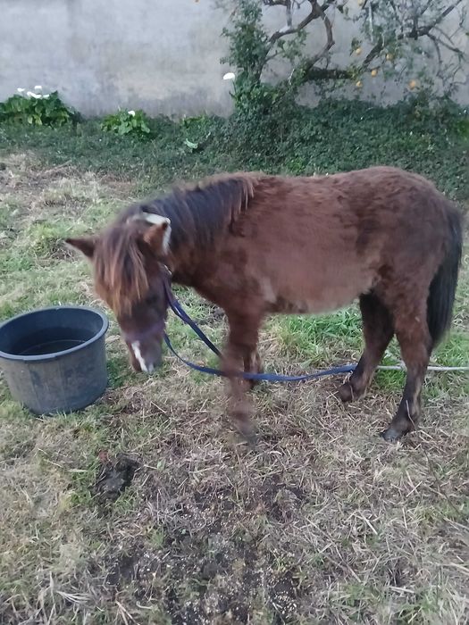 Poneis casal bom sangue