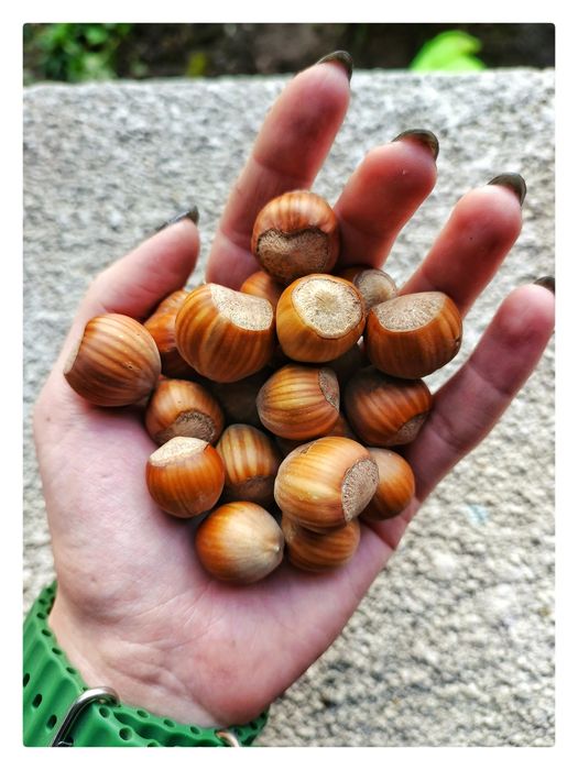 Продам лісовий горіх