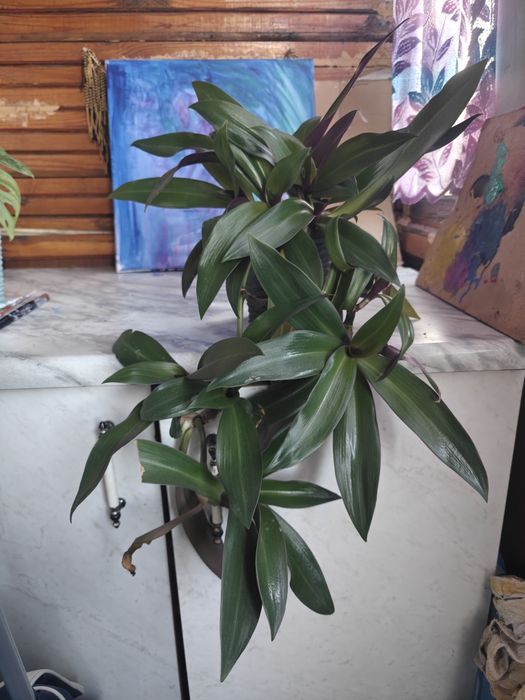 Традесканция укрывчитая Рео Ладья моисея большая