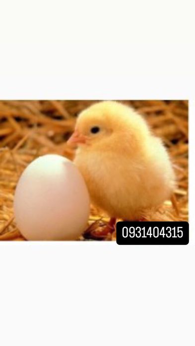 інкубаційне яйце з Європи та України