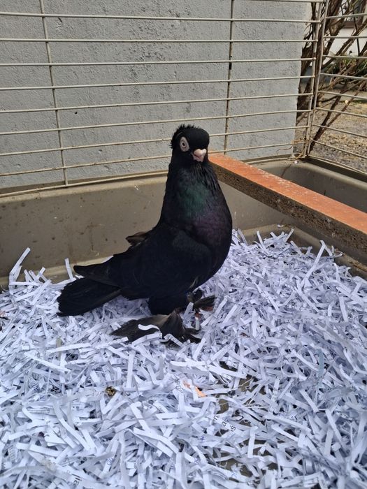 Gołebie ozdobne wywrotki mazurskie