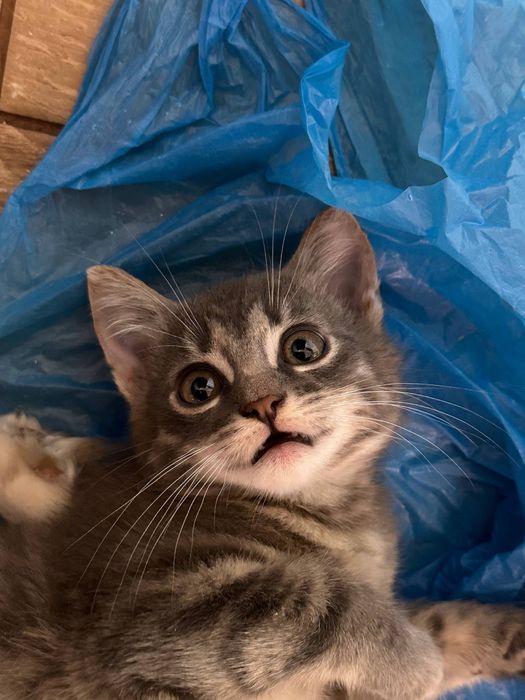 Маленька кішка у добрі руки