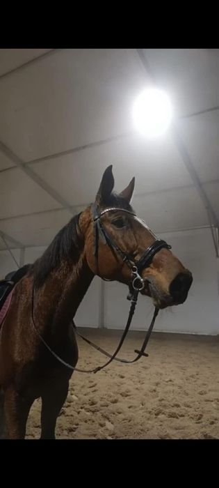 Sprzedam konia  wałacha !!!