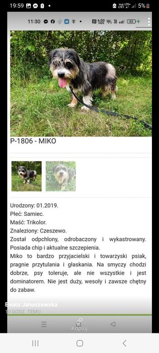 Psiaki słodziaki w potrzebie dla.milosnikow kundelkoe
