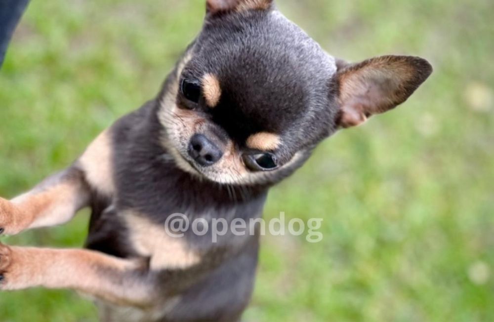 Chihuahua *REPRODUKTOR* mini 1,5kg blue tan