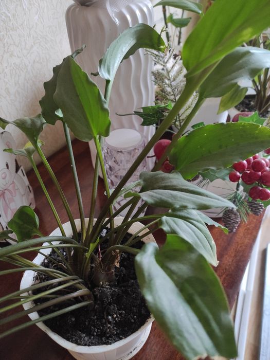 Комнатный цветок цветет