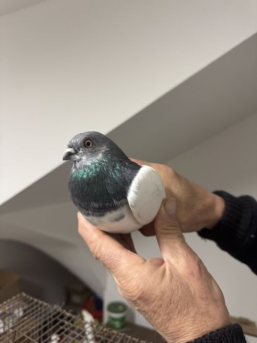 Budapeszty Konczate Gołąb Gołębie Ostatnia Samica