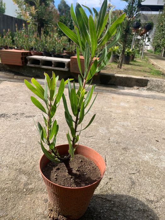 Vendo vasos de proteína cor de rosa