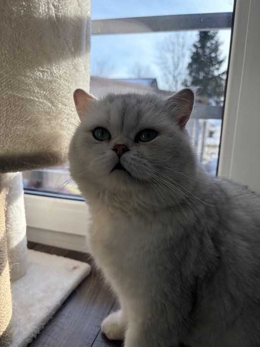 Kot Brytyjski krótkowłosy