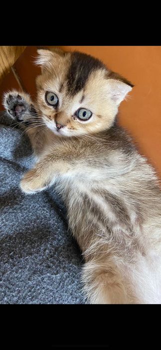 Продаж котиків )