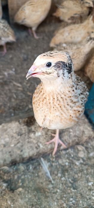 Своя Перепілка,добові,підрощі, сім'я,мясо