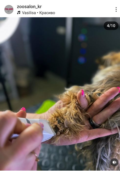 Курсы груминга  ! Базовый курс с нуля . НОВЫЙ СТАРТ 10.01