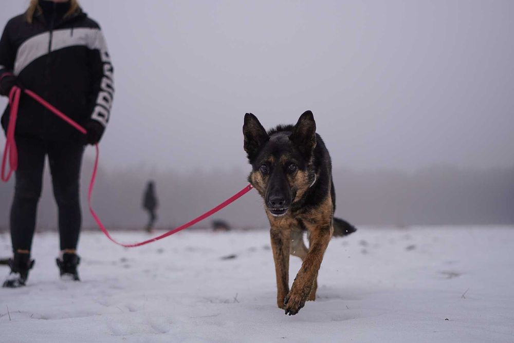 Przemiły Koda w typie owczarka czeka na dom od 5 lat..