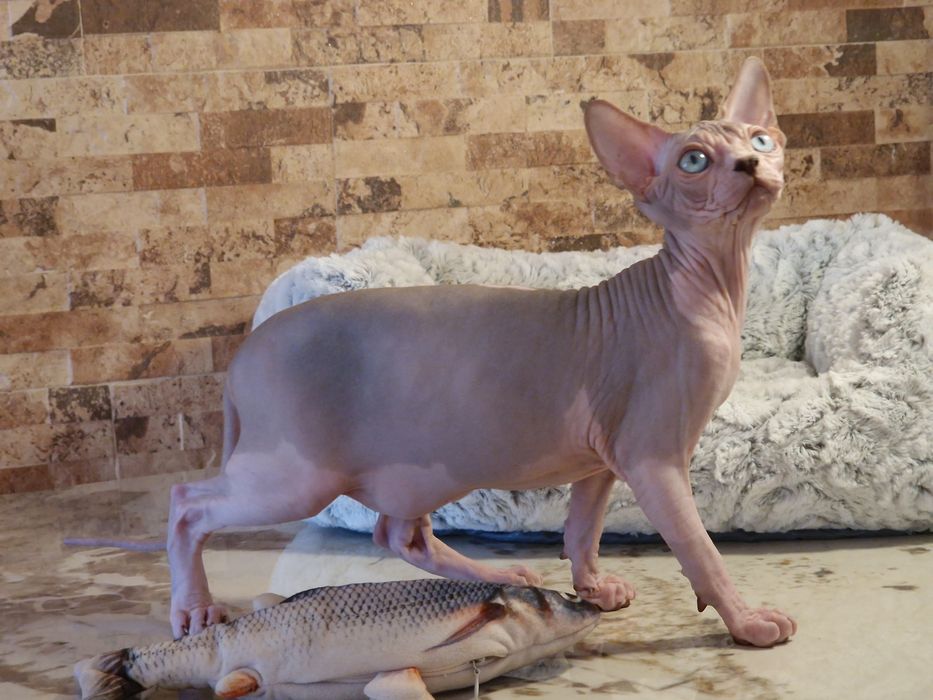 Mour-a-Mour Canadian sphynx
