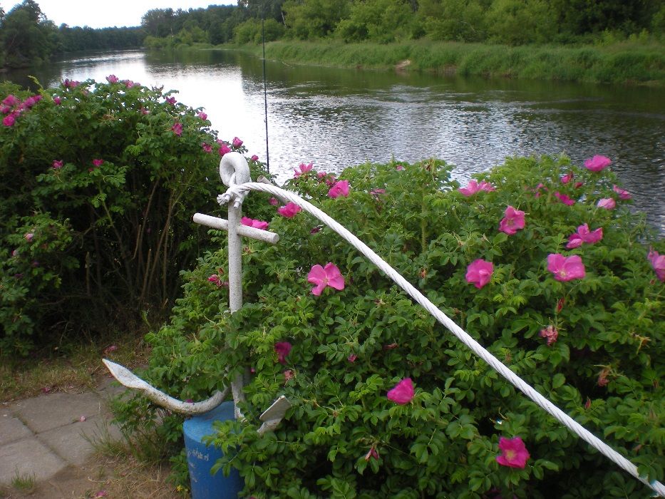 domek letniskowy- agroturystyka- wolne terminy- wakacje z psem