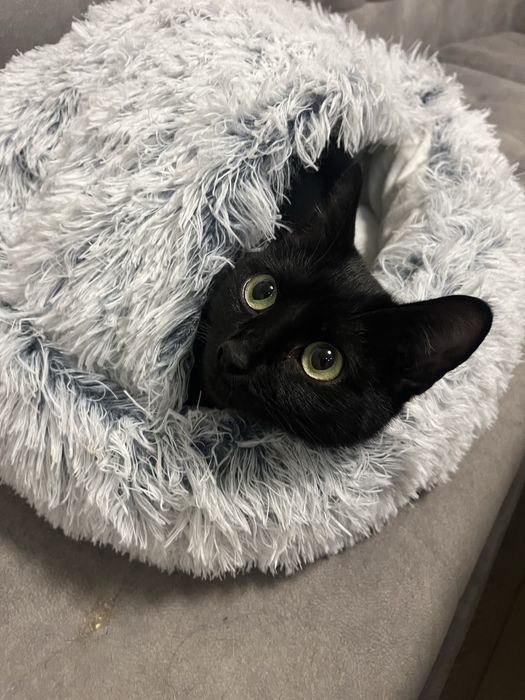 Віддам кицю в добрі руки