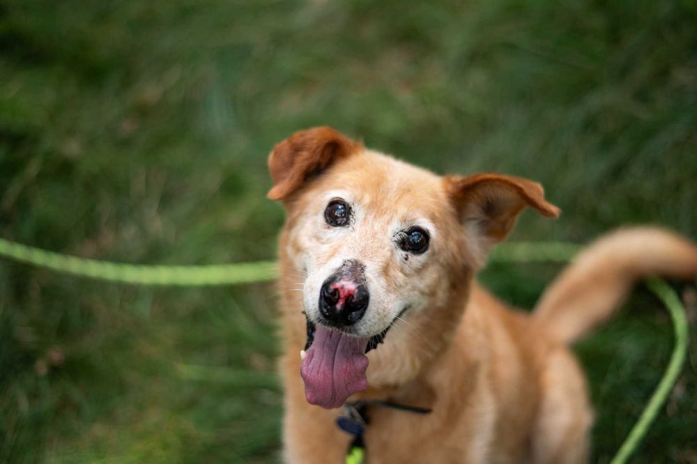 Nosek - pełen pozytywnej energii słodziak - do adopcji