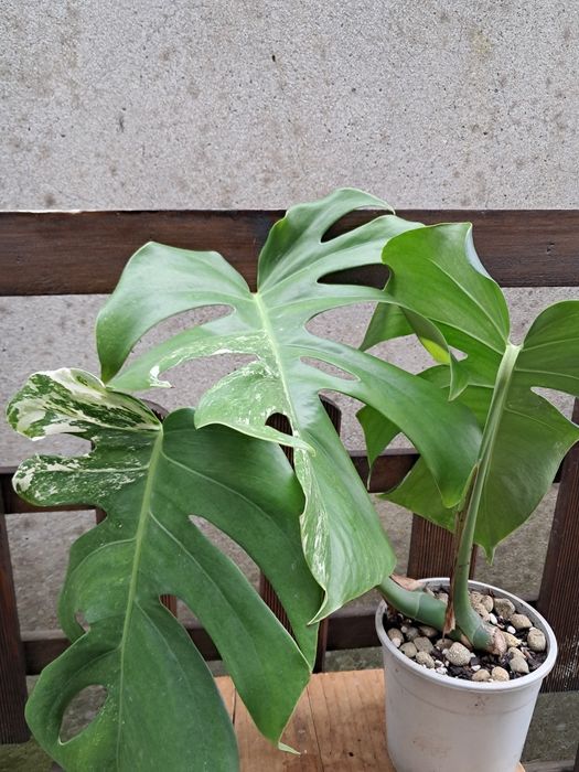 Monstera deliciosa alba - variegata - Planta Envasada
