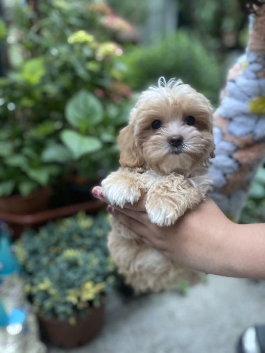 мальтіпу  хлопчики