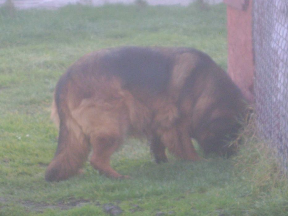 Owczarek Niemiecki Długo włosy -Suczka