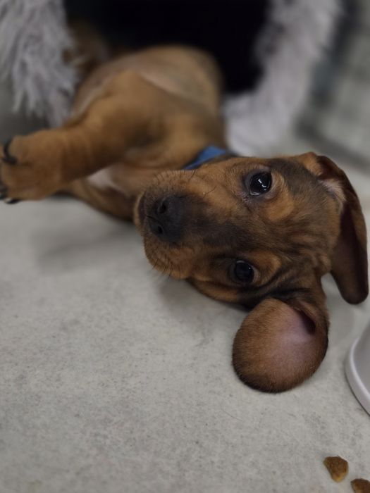 Jamnik krótkowłosy.