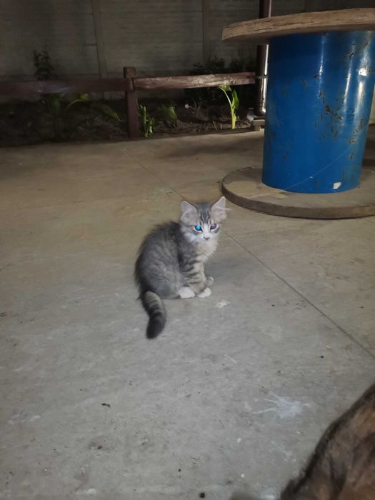 Киця котик безкоштовно