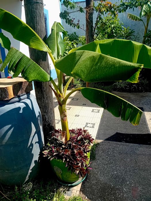 Bananeira em vaso grande de barro