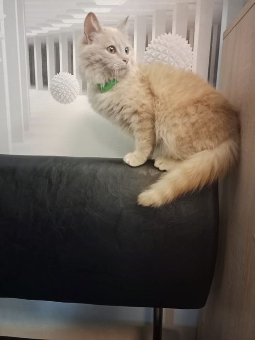 Молоденька кішечка в добрі руки