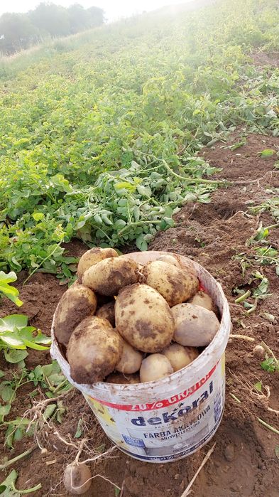 Ziemniaki Denar i queen anna 1zł/kg. Dostępne tez sadzeniaki