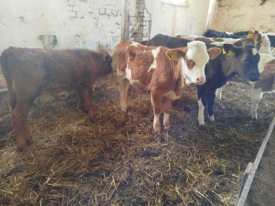 Sprzedam 9 byczków odsatków NCB SM