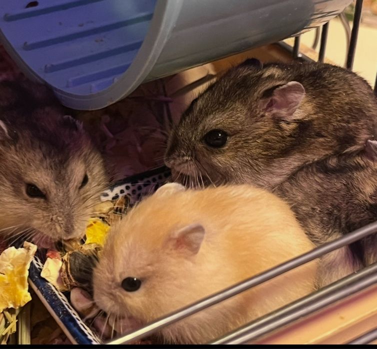 Хом'яки джунгарики