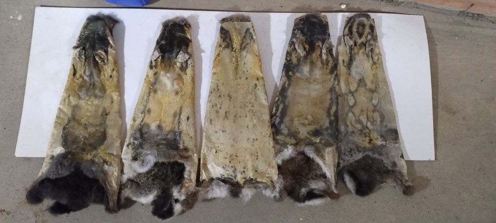 Шкури/хутро кролика сушені