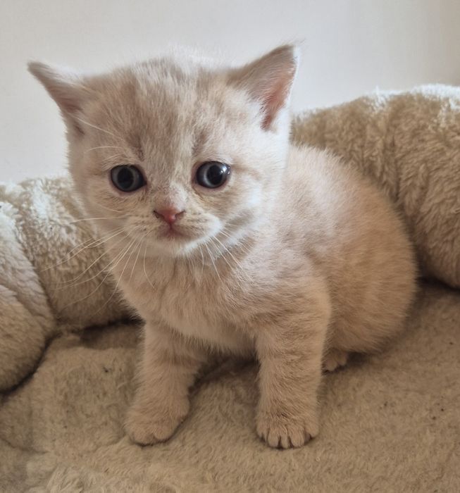 Kot brytyjski krótkowłosy FPL-FIFE