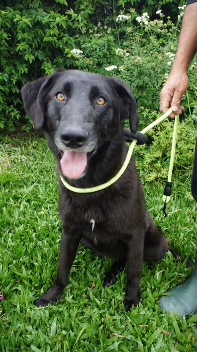 Kyara - cadela jovem para adocao