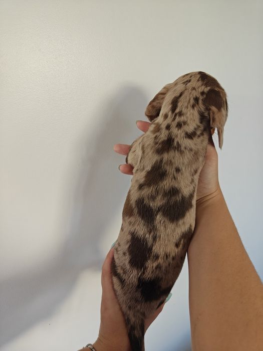 Cachorro Teckel Merle