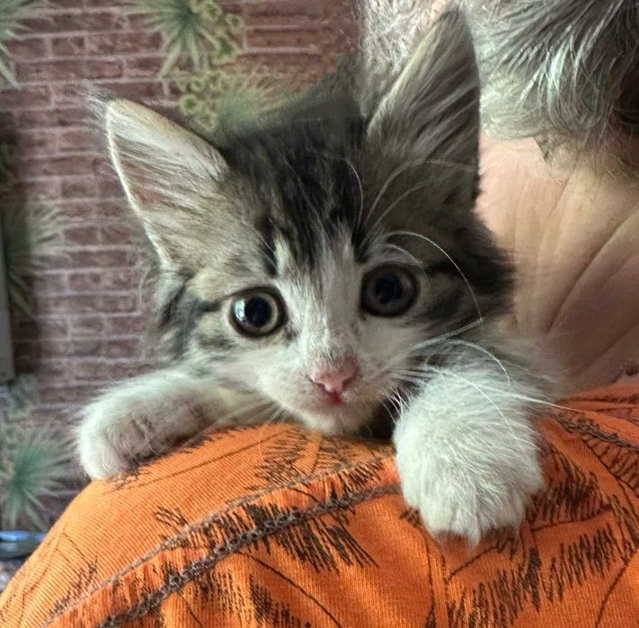 Віддам кошенят у добрі руки