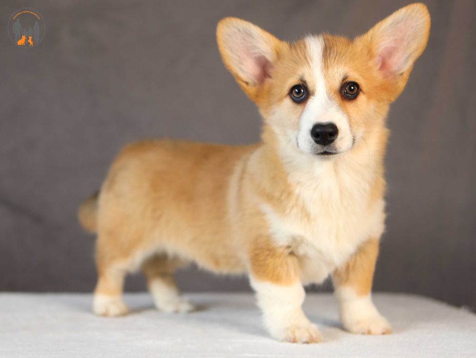 Welsh Corgi Pembroke ZKwP FCI suczka