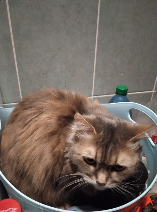 Перетримка котиків, невеликих собачок