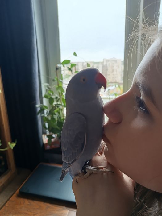 Papuga ręcznie karmiona, oswojona. Młoda z maja 2025r.