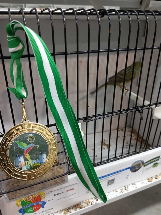 Aves magnificas raca espanhola e canario da Madeira .