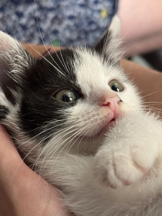 Котеня лише у добрі руки