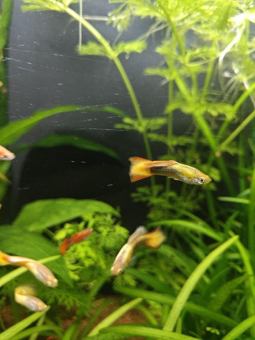 Promoção!!! Guppy Micariff Tuxedo